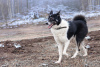 Photo №2 de l'annonce № 95969 de la vente chien bâtard - acheter à Fédération de Russie annonce privée