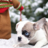 Photo №3. Incroyable couleur rare bouledogue français Merle chiot mâle et femelle. Pays Bas