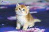 Photo №1. scottish fold - à vendre en ville de Anapa | 370€ | Annonce № 104205