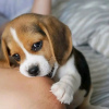 Photo №2 de l'annonce № 107790 de la vente beagle - acheter à La finlande annonce privée, éleveur