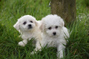 Photo №3. Chiots Bichon Frise de race pure disponibles maintenant. Allemagne