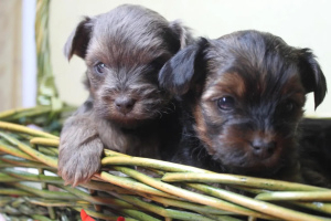 Photos supplémentaires: Adorables chiots yorkais à vendre (mini)