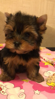 Photo №1. yorkshire terrier - à vendre en ville de Saint-Pétersbourg | 271€ | Annonce №3896