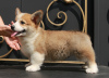 Photo №4. Je vais vendre welsh corgi en ville de Москва. de la fourrière, éleveur - prix - 946€