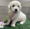 Photo №1. golden retriever - à vendre en ville de Memphis | 473€ | Annonce №103625