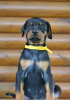 Photos supplémentaires: Chiots Dobermann à vendre