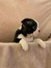 Photos supplémentaires: Adorables chiots Boston Terrier en adoption gratuite