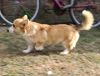 Photo №4. Je vais vendre welsh corgi en ville de Belgrade.  - prix - 400€