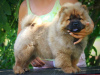 Photo №3. Chiot Chow-Chow. Serbie