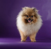 Photo №4. Je vais vendre spitz allemand en ville de Москва. annonce privée - prix - négocié