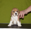 Photo №2 de l'annonce № 87489 de la vente beagle - acheter à Fédération de Russie de la fourrière