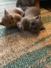 Photo №4. Je vais vendre british shorthair en ville de Berlin. annonce privée, éleveur - prix - 350€