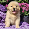 Photo №1. golden retriever - à vendre en ville de Munich | 946€ | Annonce №103843