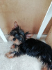 Photo №4. Je vais vendre biewer yorkshire terrier, yorkshire terrier en ville de Tallinn. annonce privée, de la fourrière, éleveur - prix - 450€