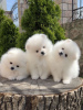 Photos supplémentaires: Chiots Spitz de Poméranie,