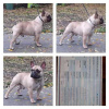 Photo №1. bouledogue - à vendre en ville de Werbass | Gratuit | Annonce №76011