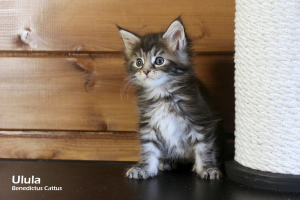 Photo №1. maine coon - à vendre en ville de Minsk | 288€ | Annonce № 6139