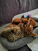 Photo №3. Serval et Savannah Kittens et Caracal enregistrés. Pologne