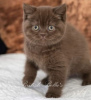 Photo №2 de l'annonce № 108932 de la vente british shorthair - acheter à Allemagne éleveur