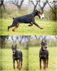 Photo №1. dobermann - à vendre en ville de Loznica | négocié | Annonce №124058