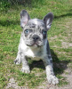 Photo №2 de l'annonce № 97806 de la vente chien bâtard - acheter à Allemagne annonce privée