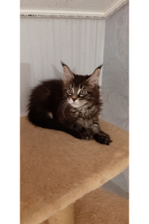 Photo №1. maine coon - à vendre en ville de Izhevsk | 503€ | Annonce № 5268