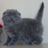 Photo №2 de l'annonce № 122845 de la vente scottish fold - acheter à La finlande 