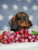 Photos supplémentaires: Chiots lapins teckel à poil dur, garçons, 3 mois