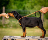 Photos supplémentaires: Chiots Dobermann