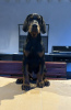 Photos supplémentaires: Chiots Dobermann à vendre