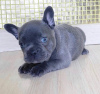 Photo №1. bouledogue - à vendre en ville de Varsovie | négocié | Annonce №77768