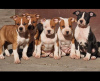 Photo №1. american staffordshire terrier - à vendre en ville de Ruma | négocié | Annonce №90222