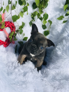 Photos supplémentaires: Chiot bouledogue français