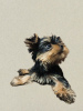 Photos supplémentaires: Chiots yorkshire terrier