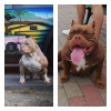 Photo №1. american bully - à vendre en ville de Molodechno | négocié | Annonce №24622