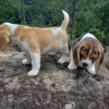Photo №1. beagle - à vendre en ville de London Borough of Hackney | 400€ | Annonce №88064