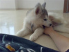 Photo №1. husky de sibérie - à vendre en ville de Duisburg | 300€ | Annonce №93336