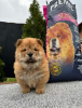 Photos supplémentaires: Chiots Chow-Chow