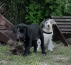 Photo №3. Chiots Dogue Allemand. Pologne