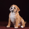 Photo №1. bulldog anglais - à vendre en ville de Vsevolozhsk | négocié | Annonce №11767