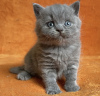 Photo №2 de l'annonce № 98186 de la vente british shorthair - acheter à USA annonce privée