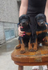 Photo №1. dobermann - à vendre en ville de Ruma | 500€ | Annonce №110269