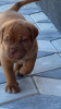 Photos supplémentaires: Chiots Dogue de Bordeaux