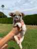 Photo №3. Chiots à vendre Chiots bouledogues français très mignons. Espagne