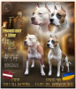 Photo №1. american staffordshire terrier - à vendre en ville de Saulkrasti | 600€ | Annonce №60555
