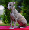 Photo №1. lévrier whippet - à vendre en ville de Aleksandria | 1500€ | Annonce №55608