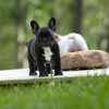 Photo №3. chiots bouledogue français en bonne santé. Allemagne