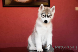 Photo №1. husky de sibérie - à vendre en ville de Апшеронск | Gratuit | Annonce №7268