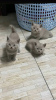 Photo №1. british shorthair - à vendre en ville de Антверпен | négocié | Annonce № 123973