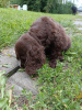 Photo №1. cocker spaniel anglais - à vendre en ville de Bielsko-Biała | 750€ | Annonce №110471